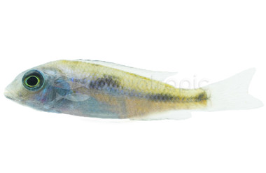 Blue Dolphin / Humphead Malawi Cichlid :: 52823