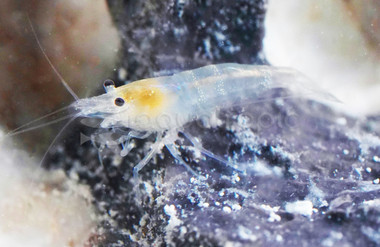Crystal White/Ghost Bee Shrimp :: 20050