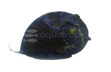 Sun Horn Nerite Snail :: 24891