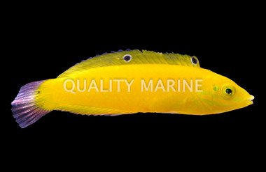 Yellow Chrysus Wrasse, Les Villages :: 33807