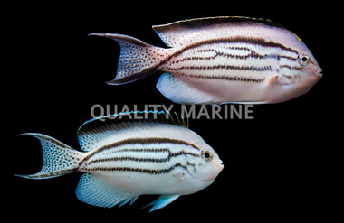 Lamarck Angelfish, Misbarred :: 42391