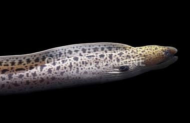 Giant Moray Eel :: 16041