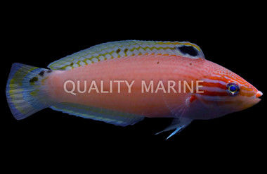 Triplespot Wrasse :: 87720