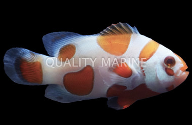 Tangerine Albino Storm Ocellaris Clownfish :: 14233
