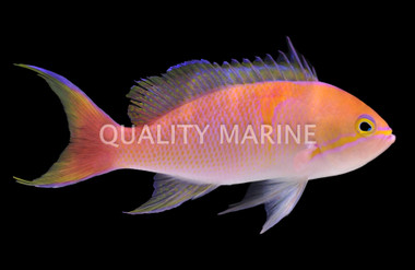 Lunate Goldie Anthias :: 11088