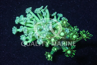Flower Pot Long Polyp Green :: 25439