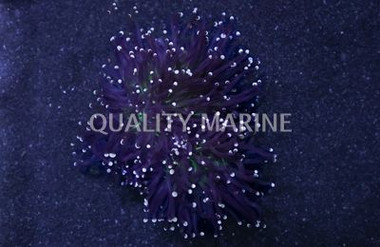 Torch, Green Center, Black Tentacles w/ Orange Tips :: 25664