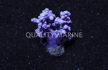 Tree Pink, Nano :: 51571