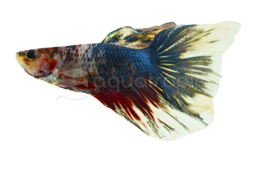 Halfmoon Neon Marble Betta, Male :: 30217