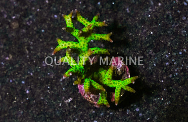 Birdnest,  Yellow W/ Pink tips (Ponape) :: 75053