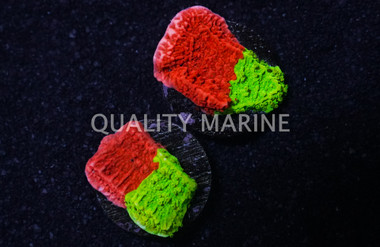 Cap, Nuclear Fusion :: 56364