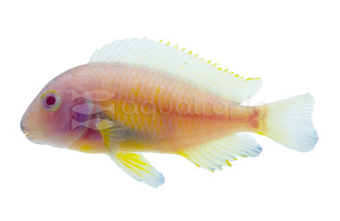 T. Brichardi Kipili Albino Cichlid :: 85962