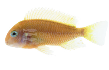 T. Moorii 'Red Bishop' Cichlid :: 38617