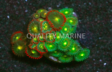 Zoa, Colored :: 68768