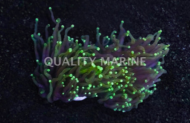 Torch, Green :: 83582