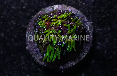 Galaxy, Seaside :: 48126