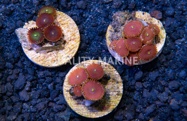 Zoa, Colored :: 16078