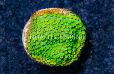 Encrusting, Fruity Pebbles :: 70883