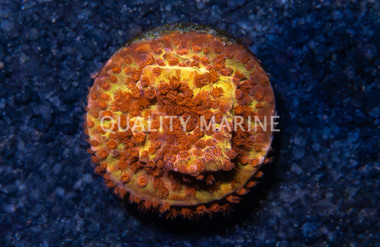 Stylocoeniella, Burning Banana :: 68748