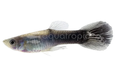 Black Neon Male Guppy :: 41889