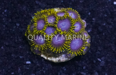 Zoa, Avatarbeast :: 55204