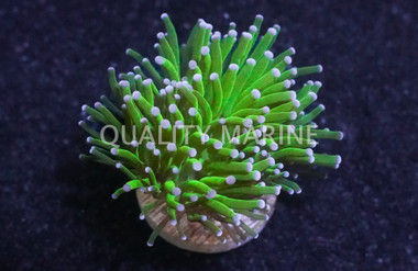 Torch, Green Metallic w/ Blue Tips :: 48187