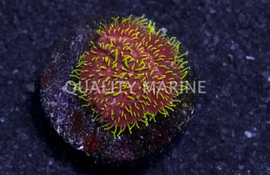 Lithophyllon, Freak Hair :: 18174