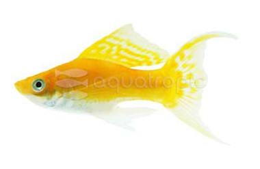 Cremecicle Molly :: 47016