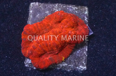 Brain Dented Neon Orange :: 72782