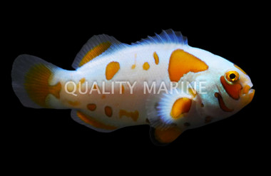 Premium Storm Ocellaris Clownfish , Bali Aquarich :: 37818