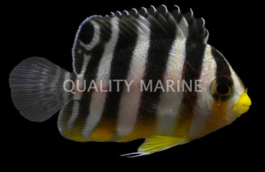 Banded Multifasciatus Angelfish, Bali Aquarich :: 10219