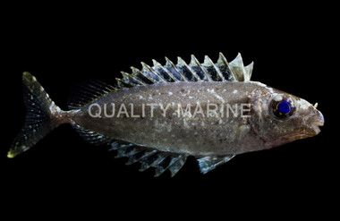 Little Spinefoot Rabbitfish :: 27012