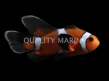 Longfin Misbar Ocellaris Clownfish, QM Labs :: 14235