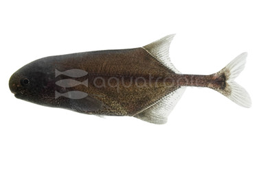 Roundnose Mormyrid :: 49006