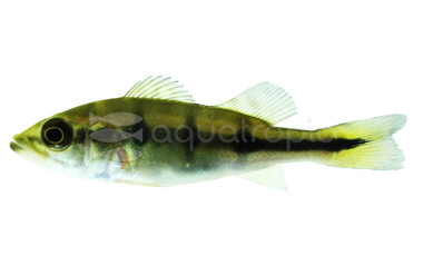 Peacock Bass - Brokopondo Cichlid :: 13307