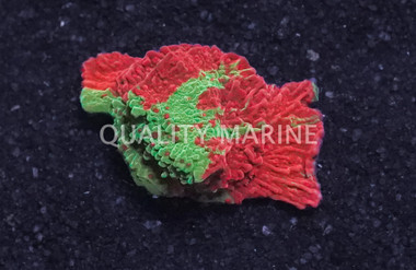 Plating, Green & Red w/ Red polyps :: 69822