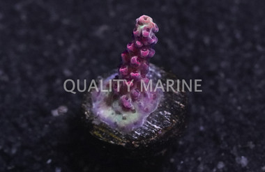 Acropora, Victoria's Secret :: 55977