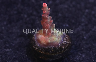 Acropora, Maleficent :: 54085