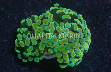 Hammer Branch Gold :: 62449