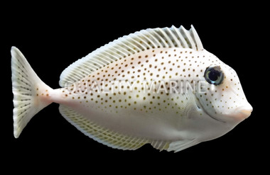 Humpnose Tang :: 31629