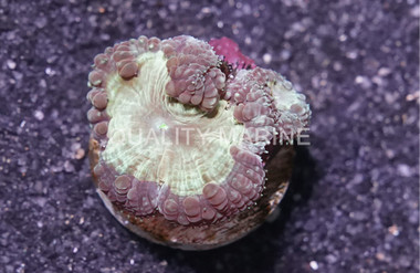 Blasto, Purple Rim w/ Green Center :: 78619