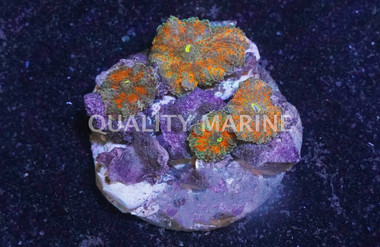 Fluorescent Orange Ricordea Yuma Mushroom :: 55672