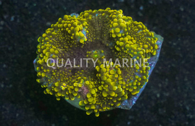 Yuma, Purple and Yellow :: 37763