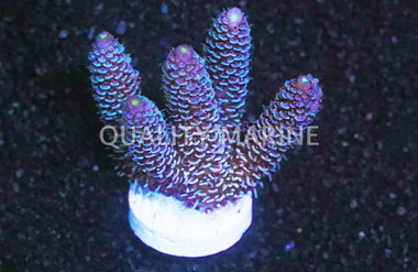 A. millepora Blue :: 83035
