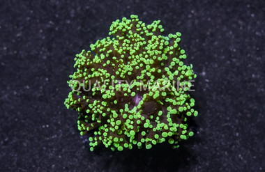 Frogspawn Green Tip :: 87780