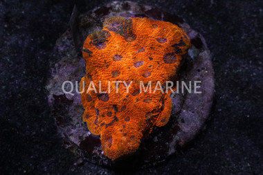 Echinata, Orange :: 69828