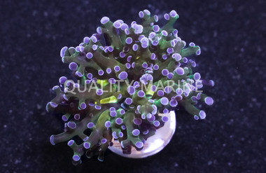 Octopus Branch Green w/Purple Tips :: 62437