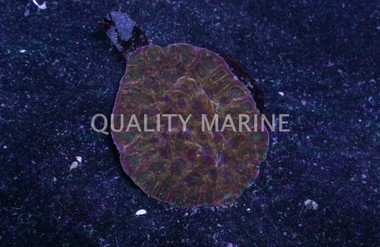 Brain Red W/ Green/Orange Eyes :: 59303