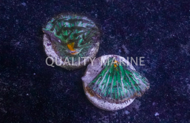 Plate Green w/Orange Rim :: 56790