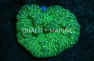 Metallic Green Merulina Coral :: 52411
